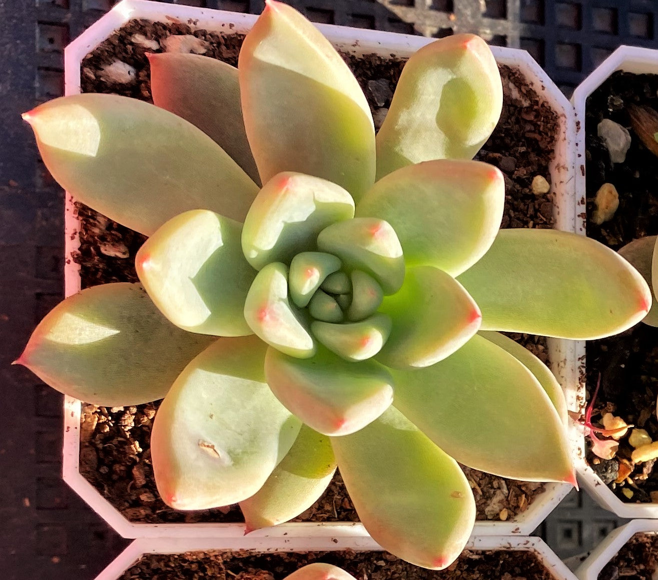 Echeveria girl talk