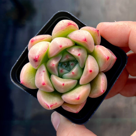 Echeveria golden quartz
