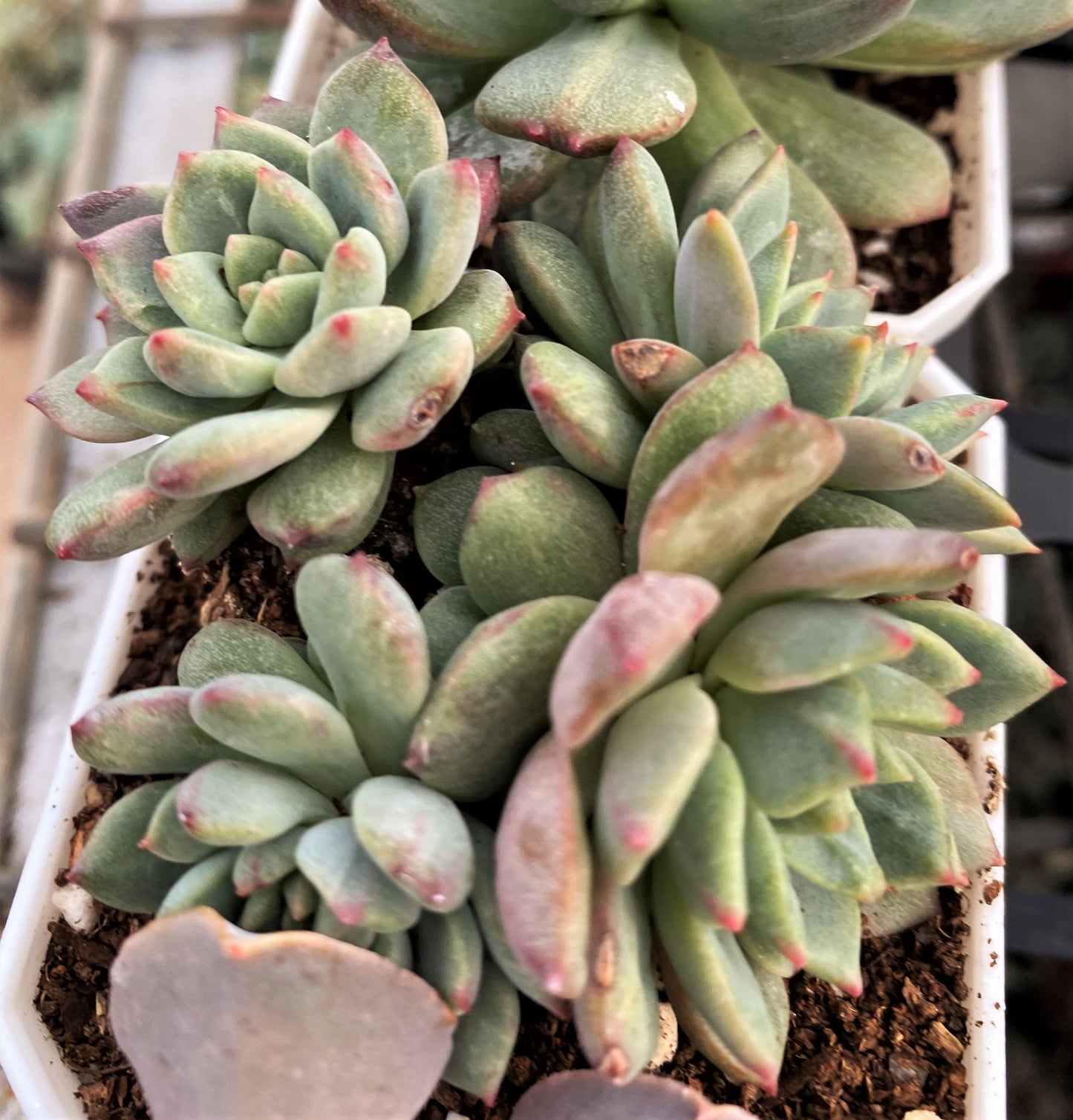 Echeveria Green Apple
