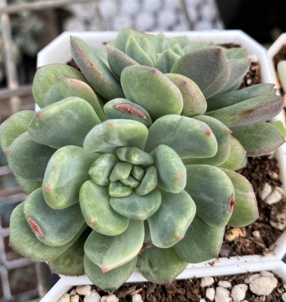 Echeveria Green Apple