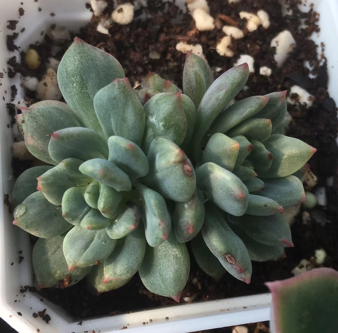 Echeveria Green Apple