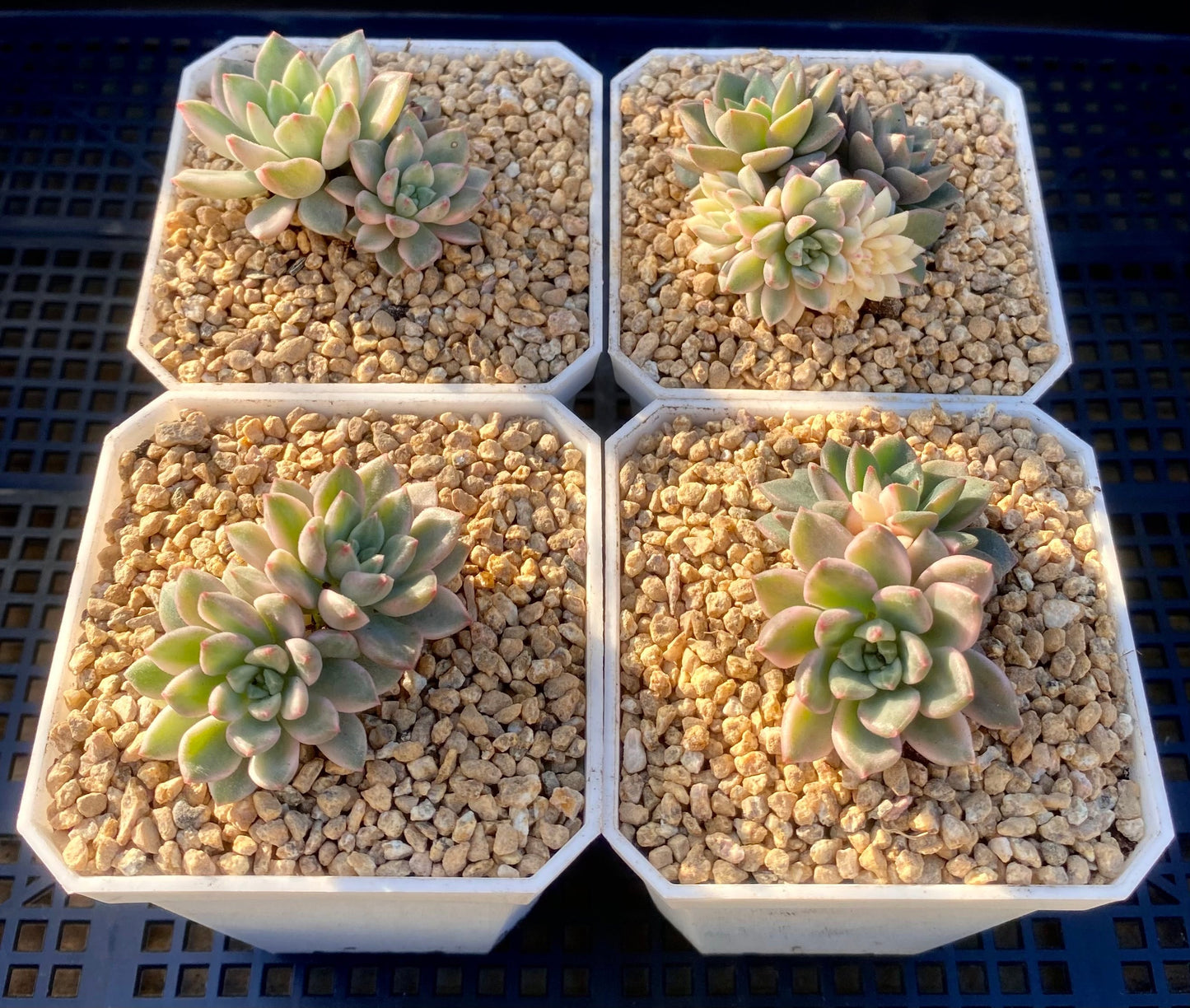 Echeveria green emerald variegata