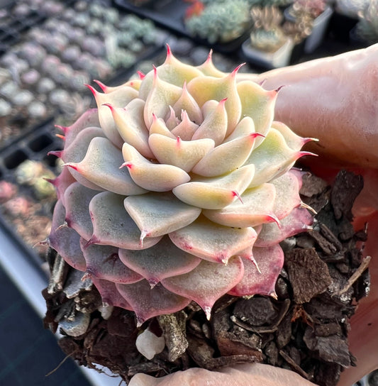 Echeveria halbingeri