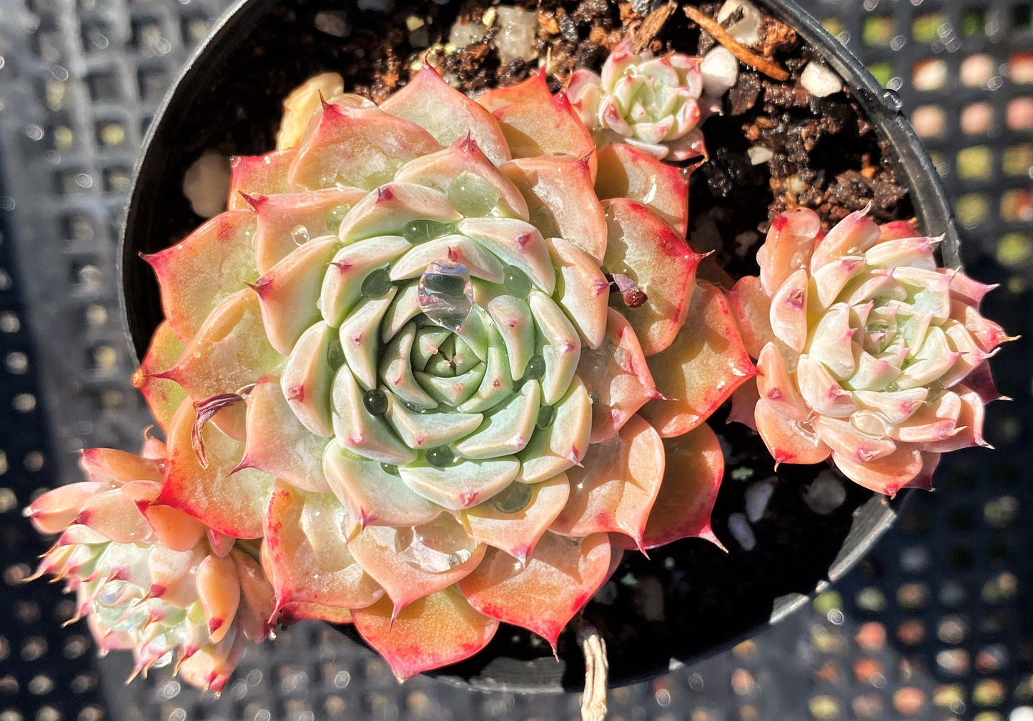 Echeveria halbingeri
