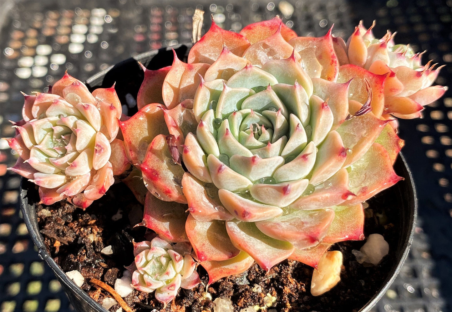 Echeveria halbingeri