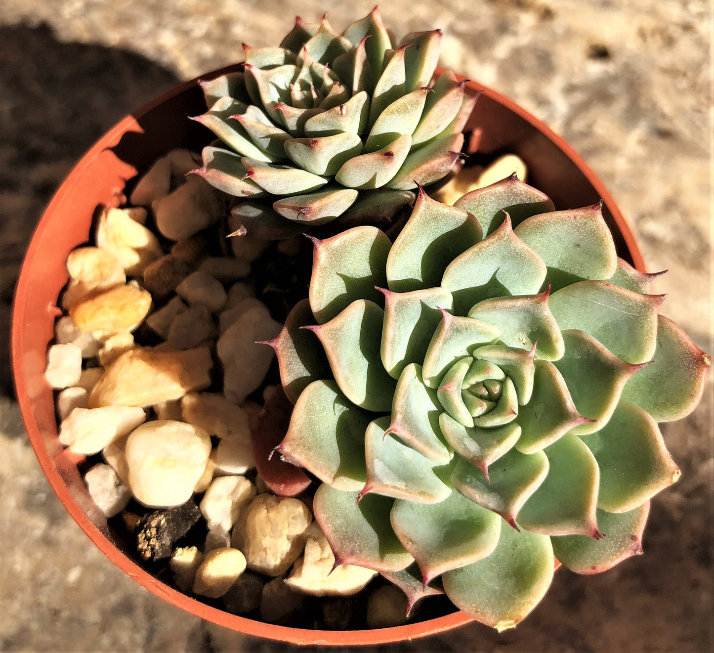 Echeveria halbingeri
