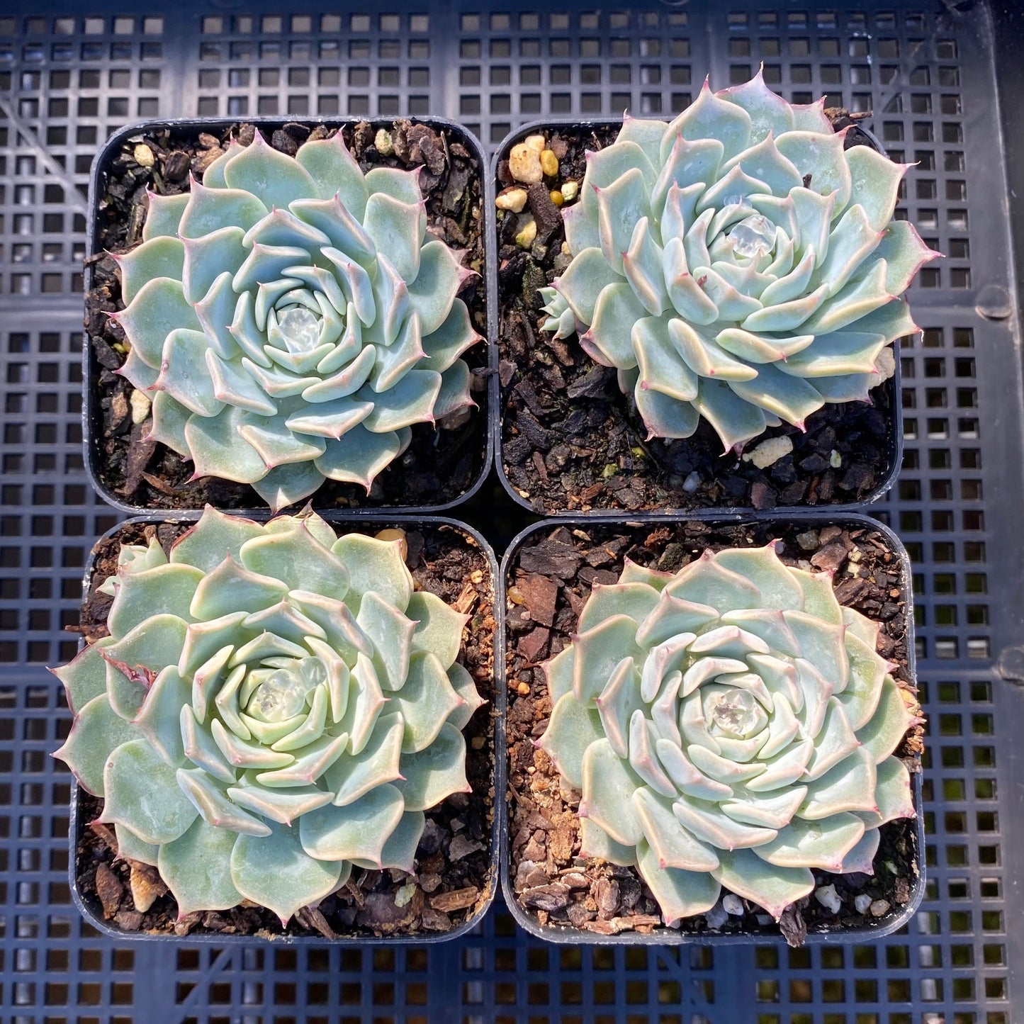 Echeveria halbingeri
