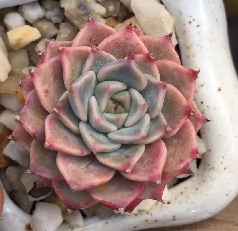 Echeveria halbingeri