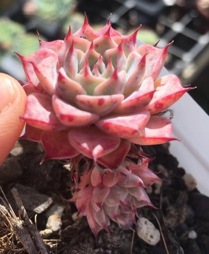 Echeveria halbingeri