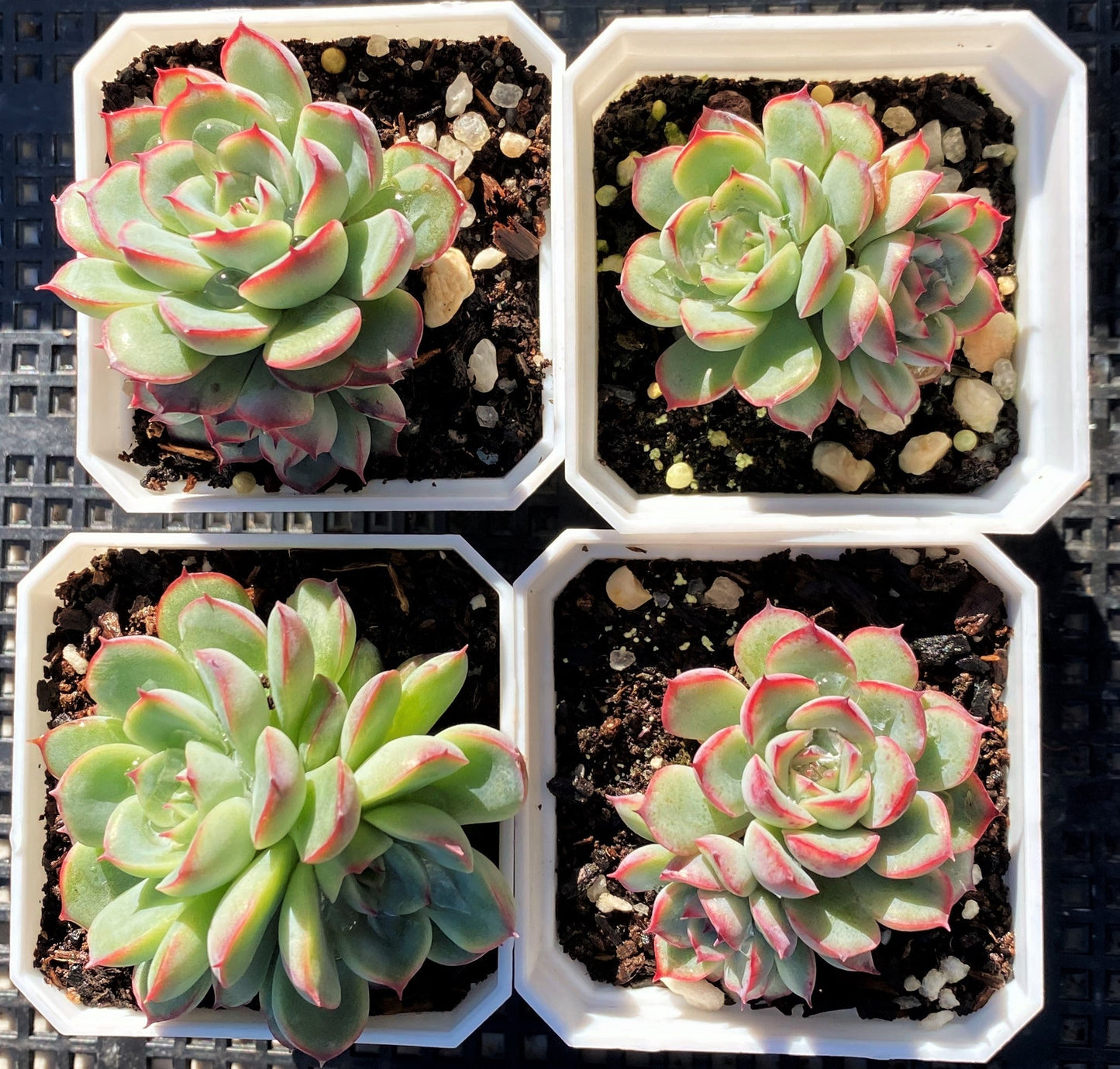 Echeveria haru urara