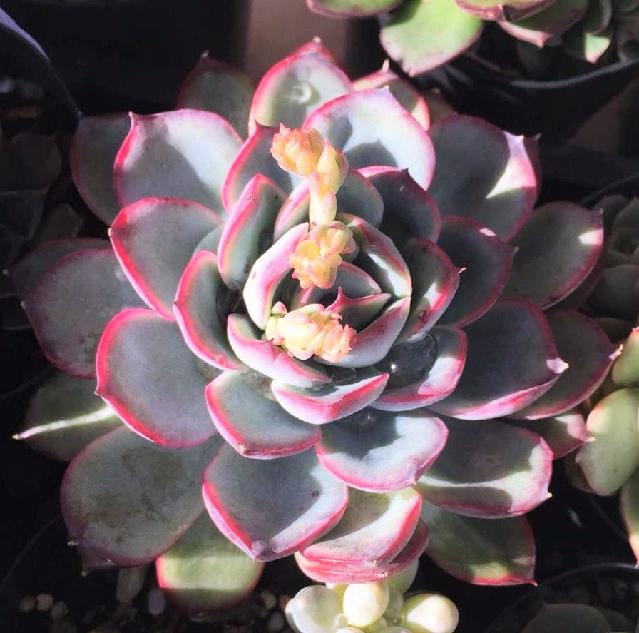 Echeveria haru urara