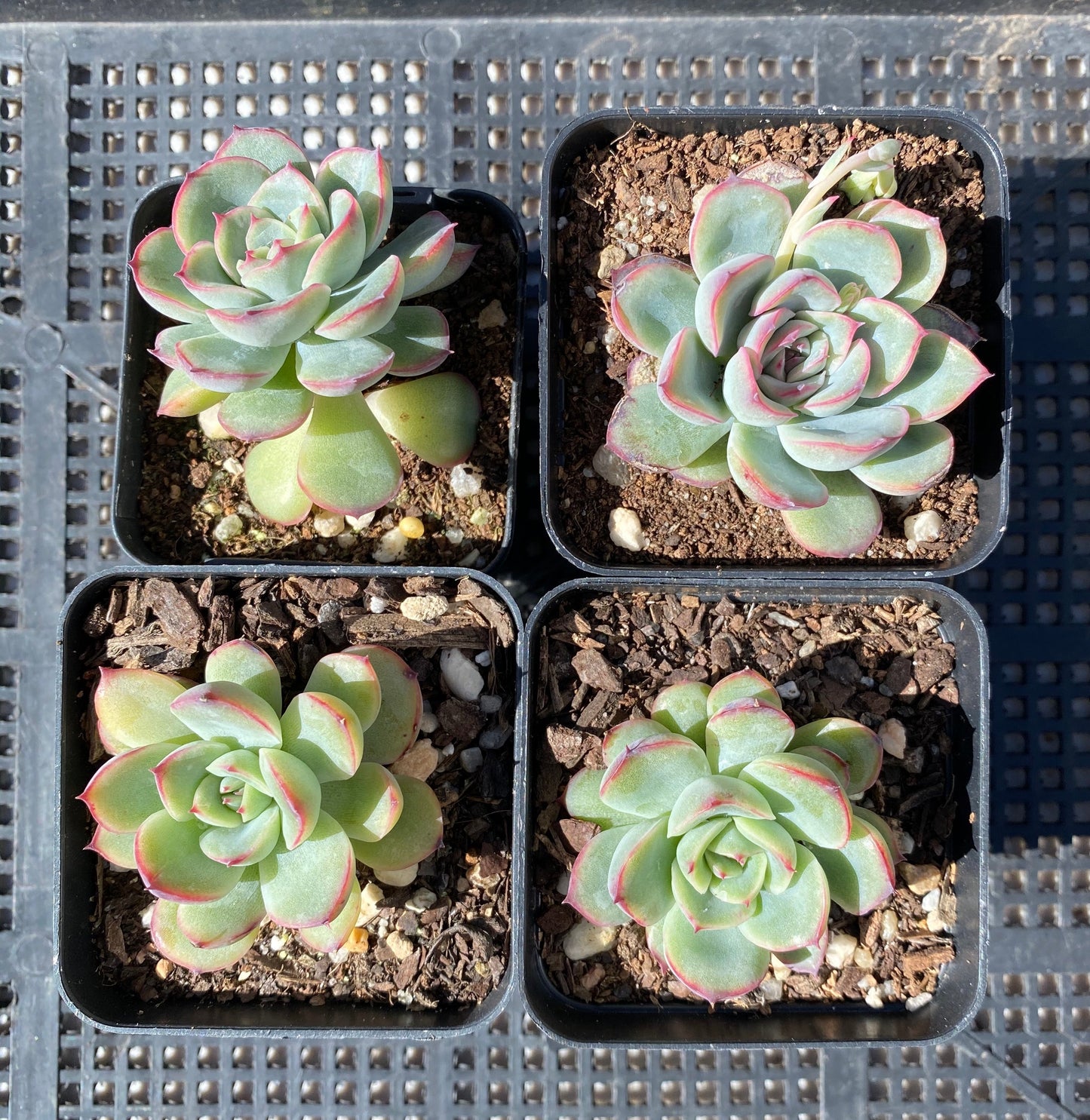 Echeveria haru urara