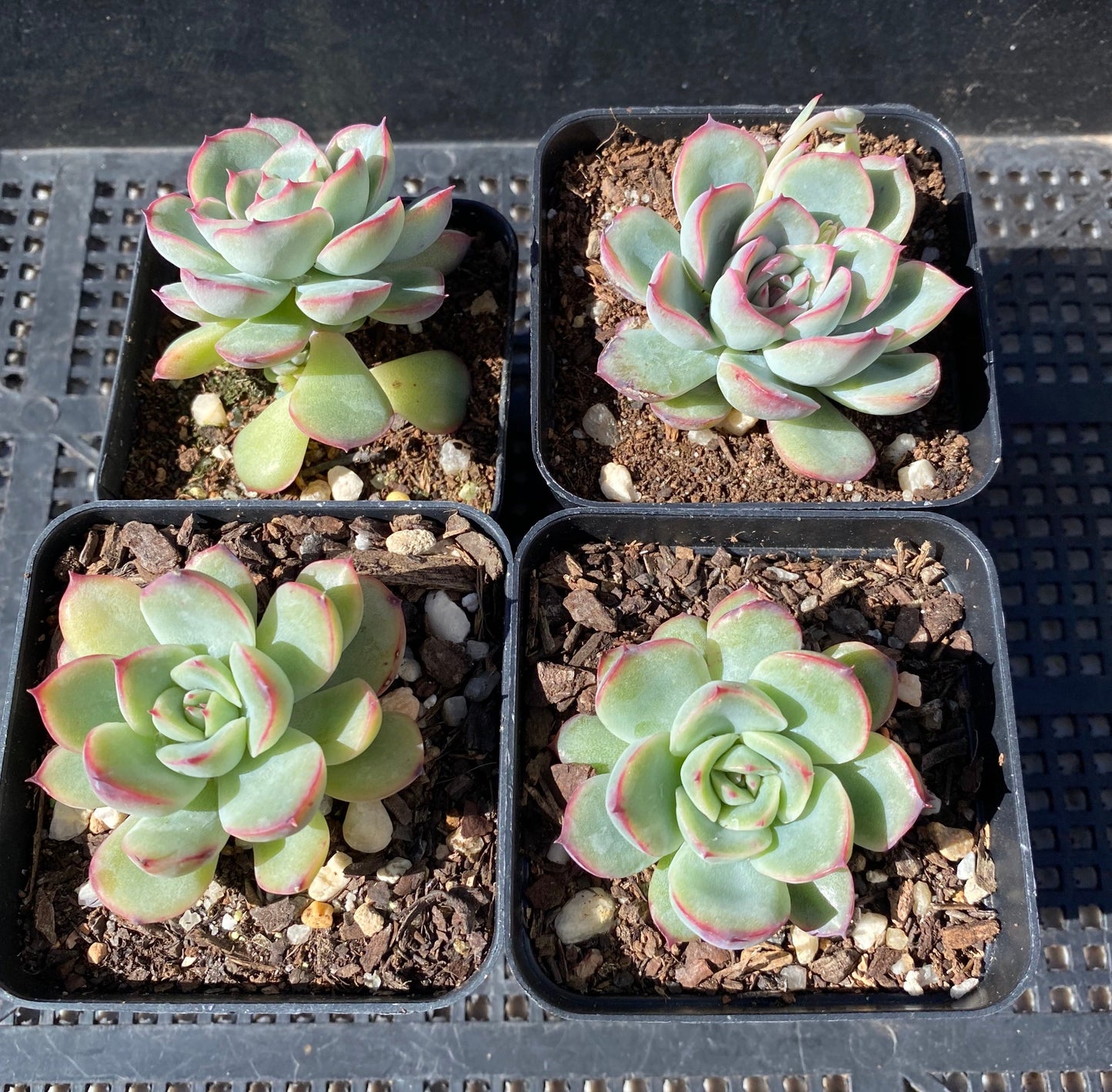 Echeveria haru urara
