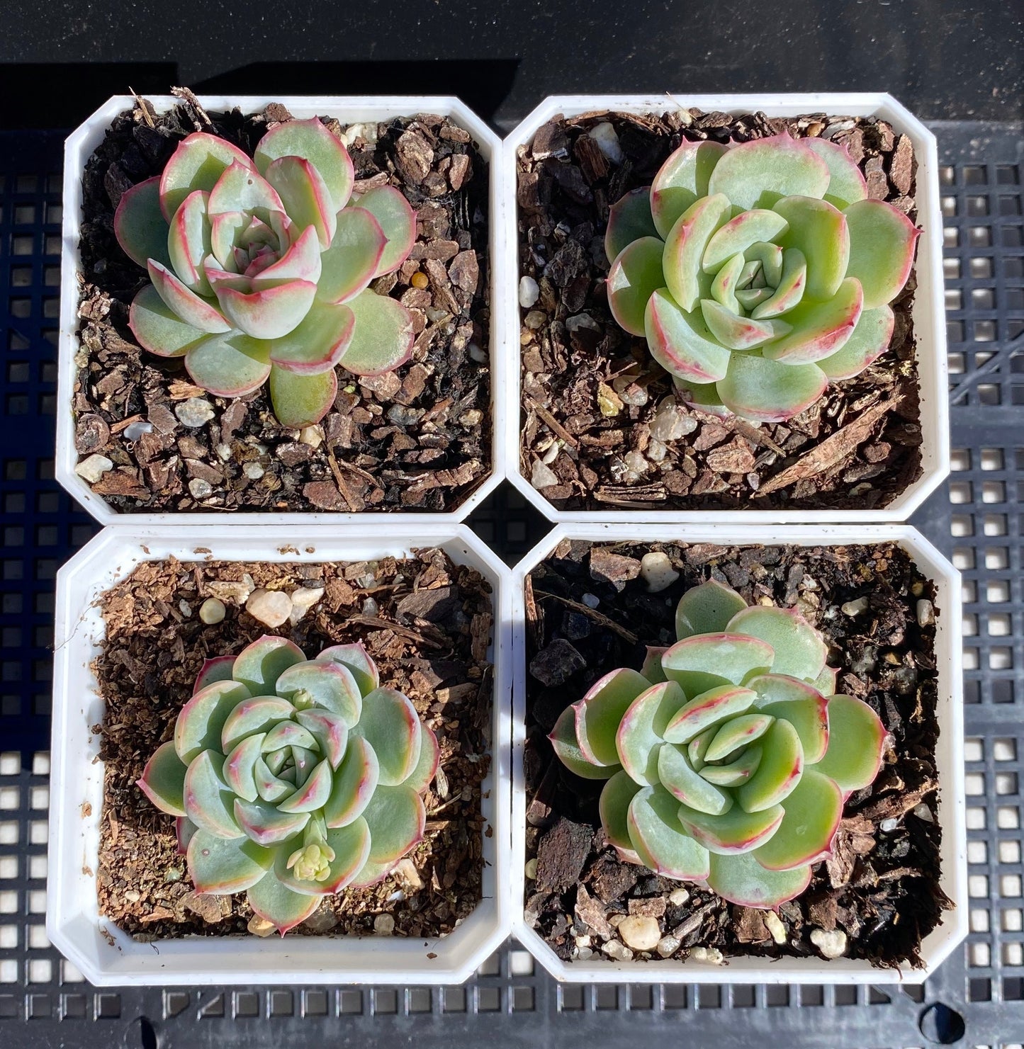 Echeveria haru urara