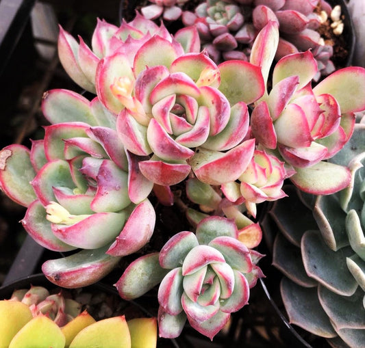 Echeveria haru urara