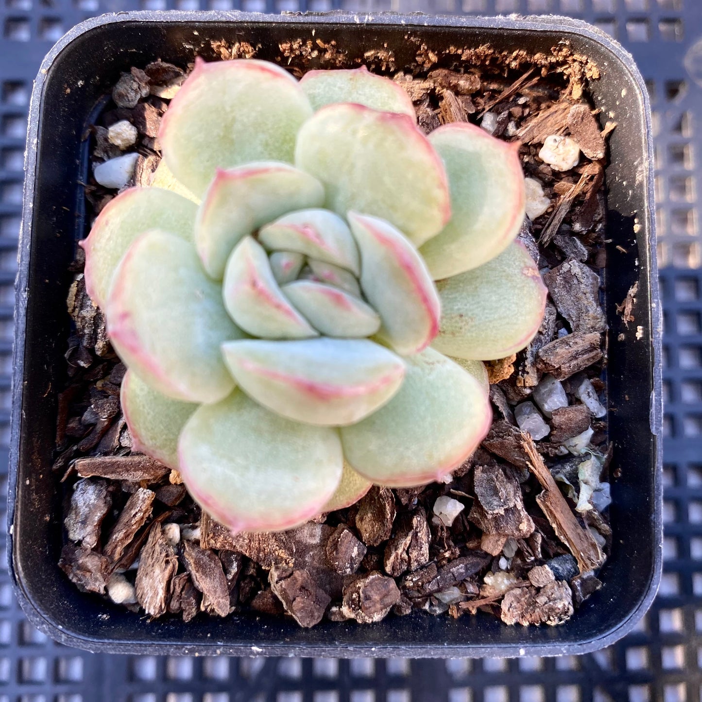 Echeveria haru urara monstrose
