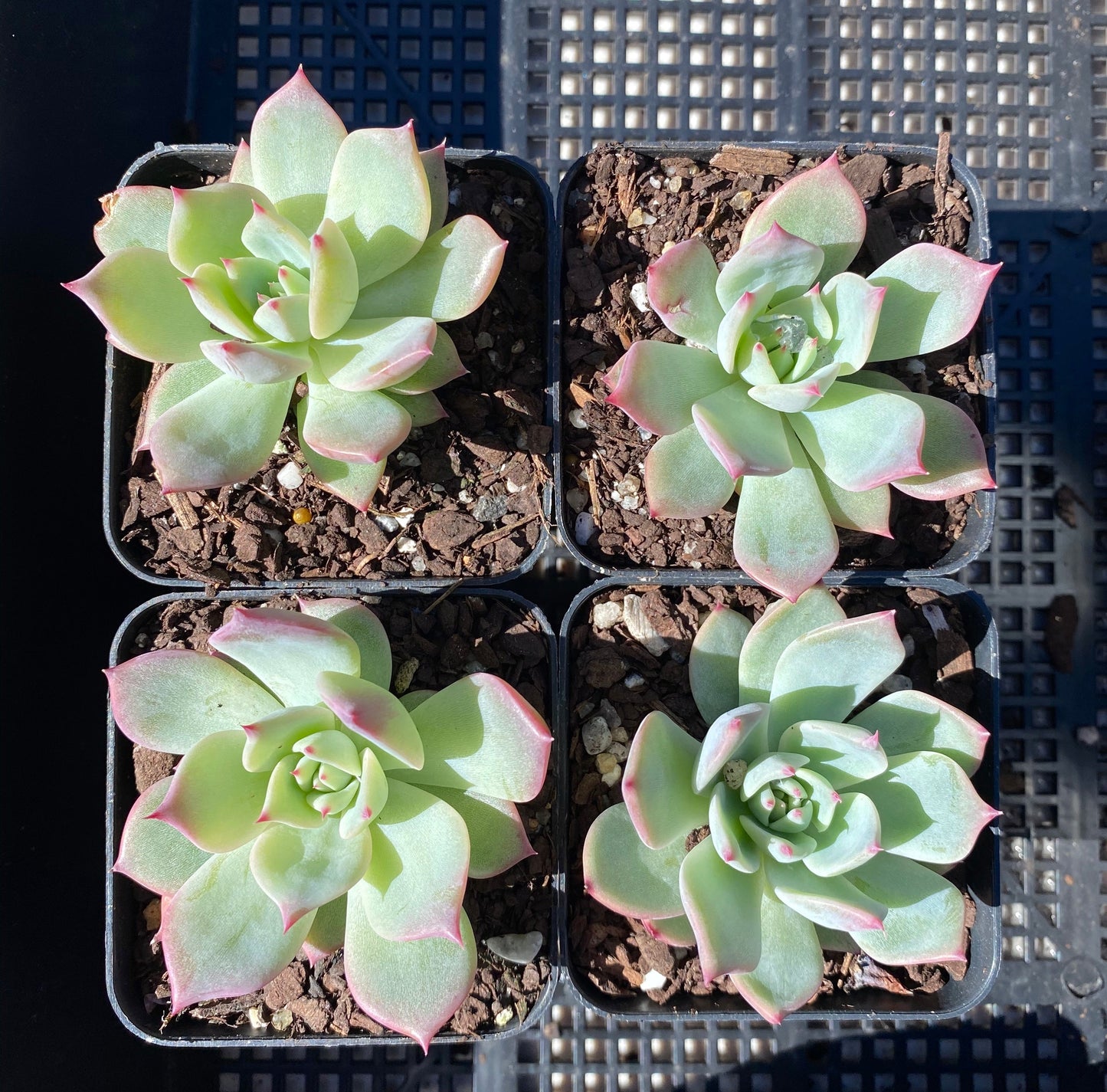 Echeveria home alone