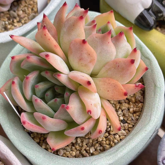 Echeveria home alone
