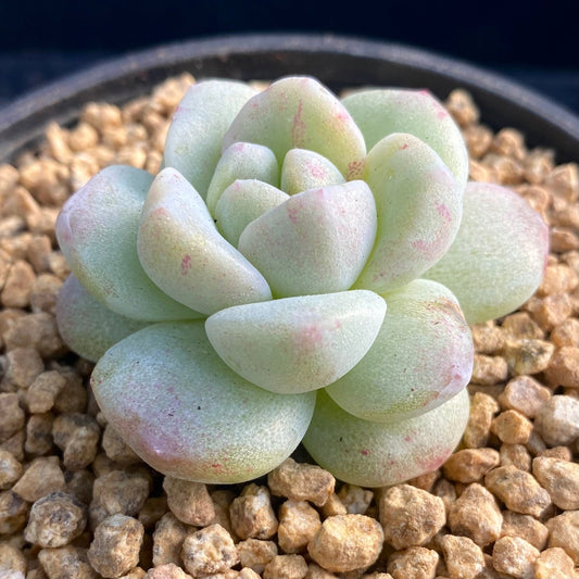 Echeveria ice green semi monstrose