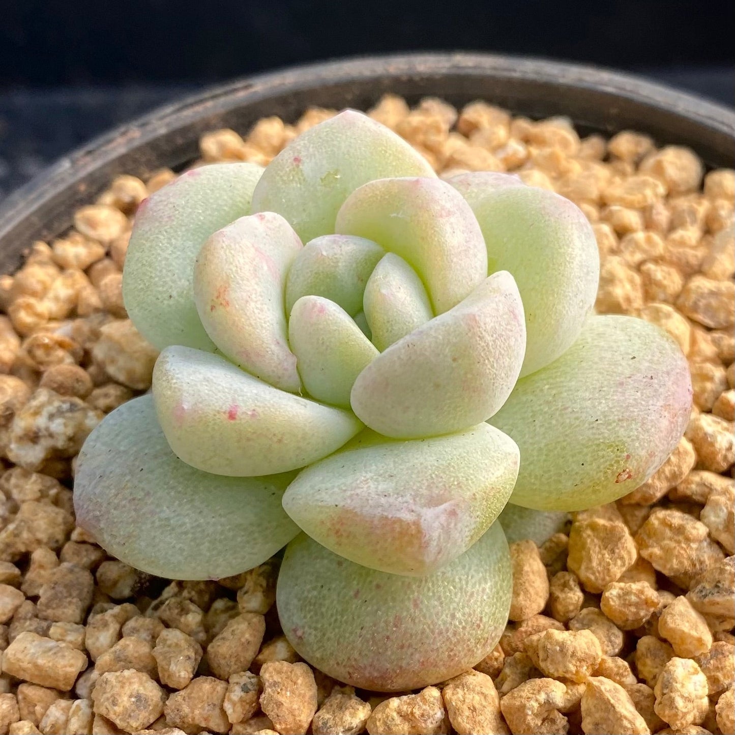 Echeveria ice green semi monstrose