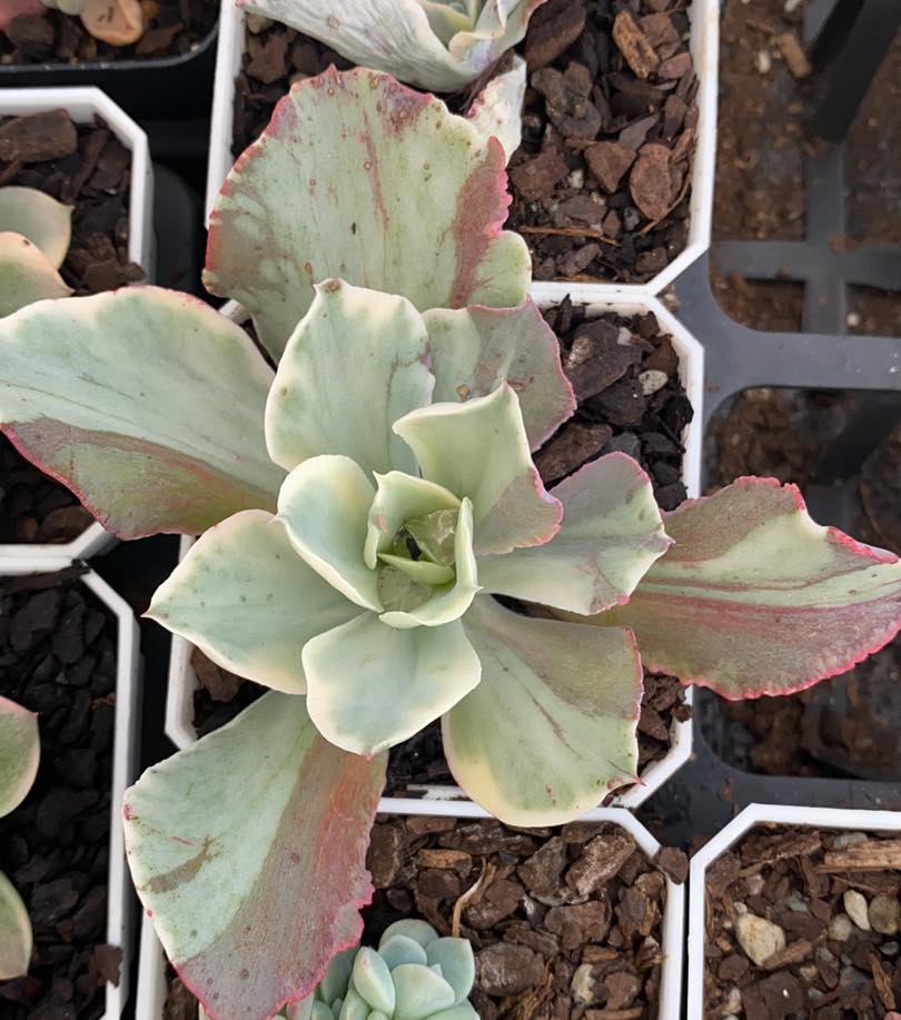 Echeveria Jippon Moon River