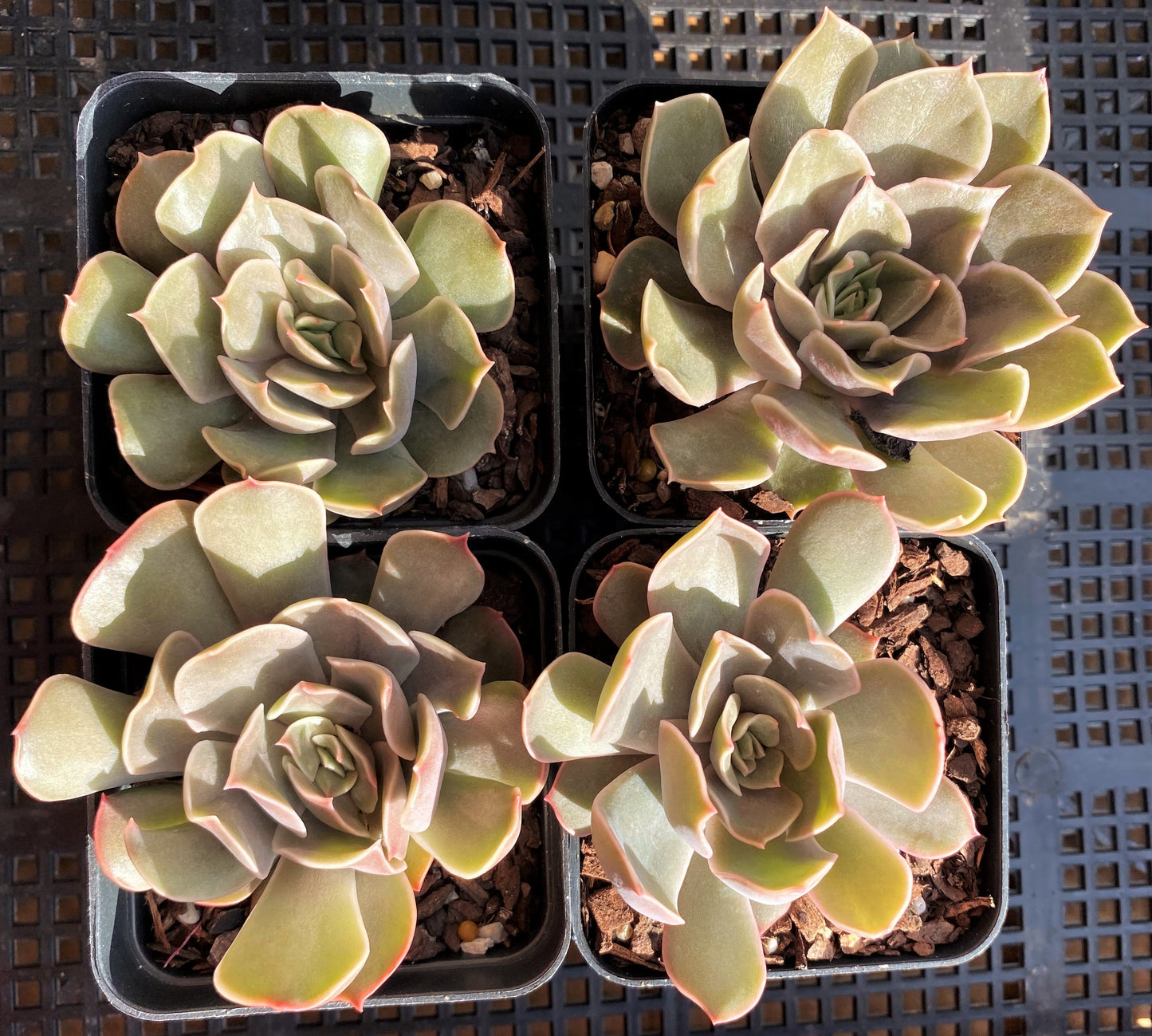 Echeveria kisses