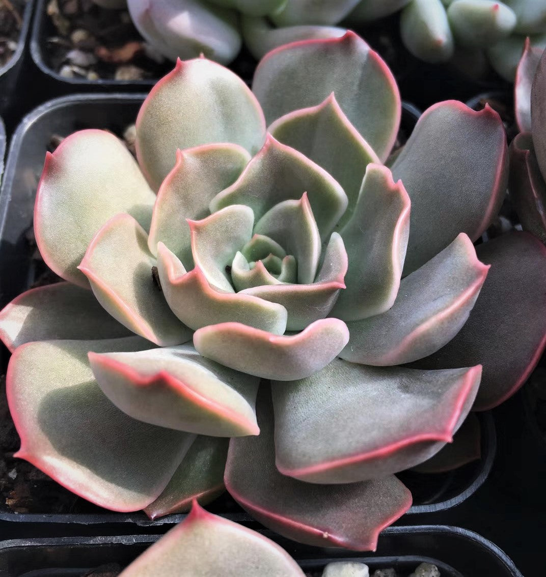Echeveria kisses