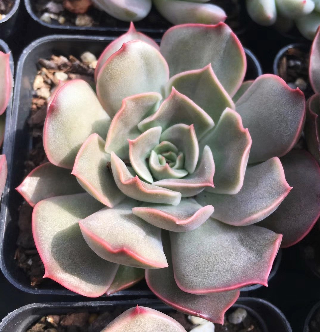 Echeveria kisses
