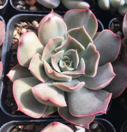 Echeveria kisses