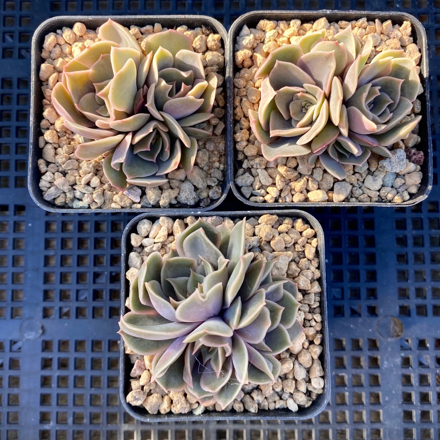 Echeveria kisses