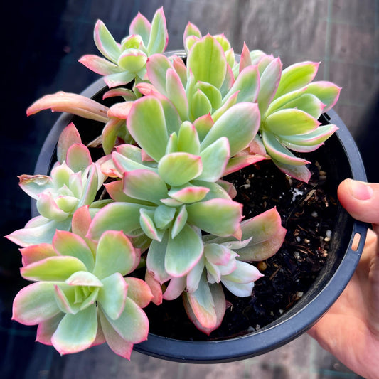 Echeveria lemon lime variegated