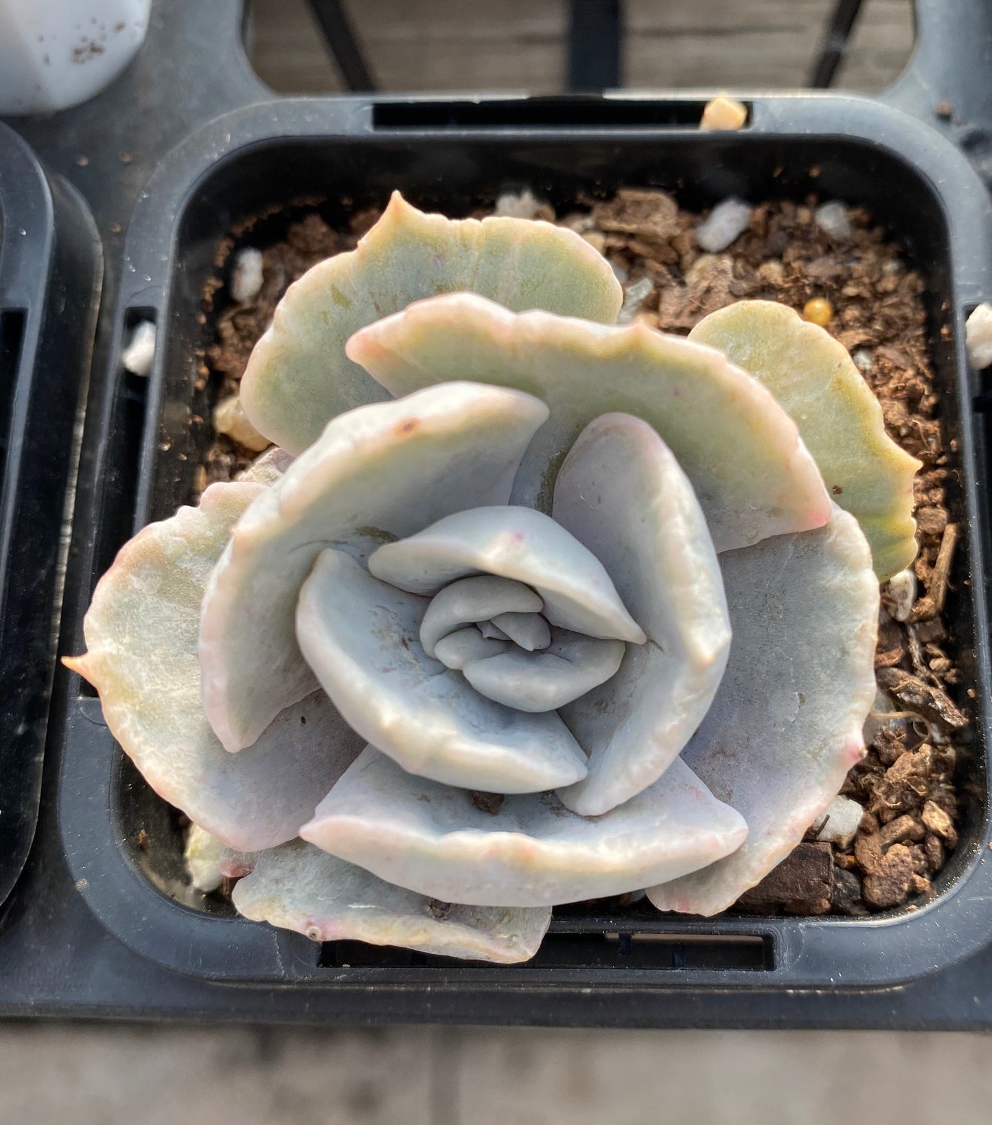 Echeveria lilacina monstrose