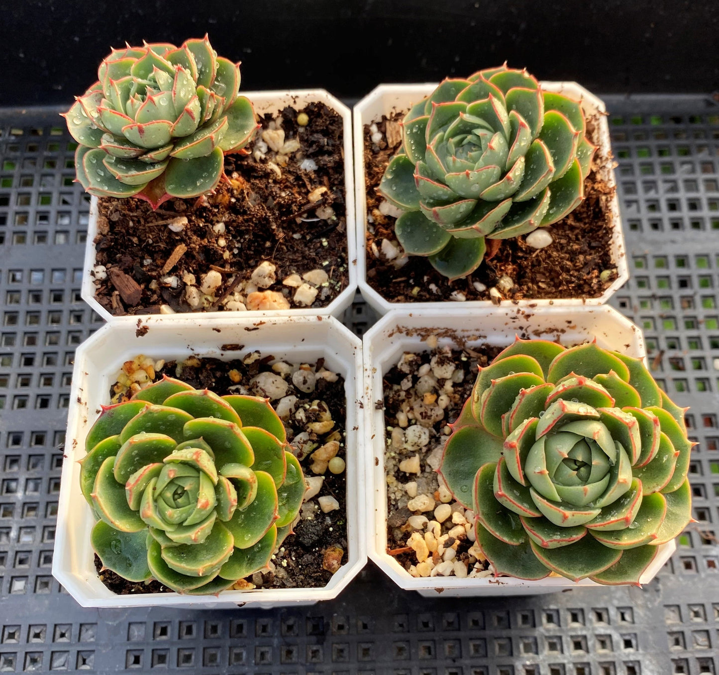Echeveria longissima round leaf form