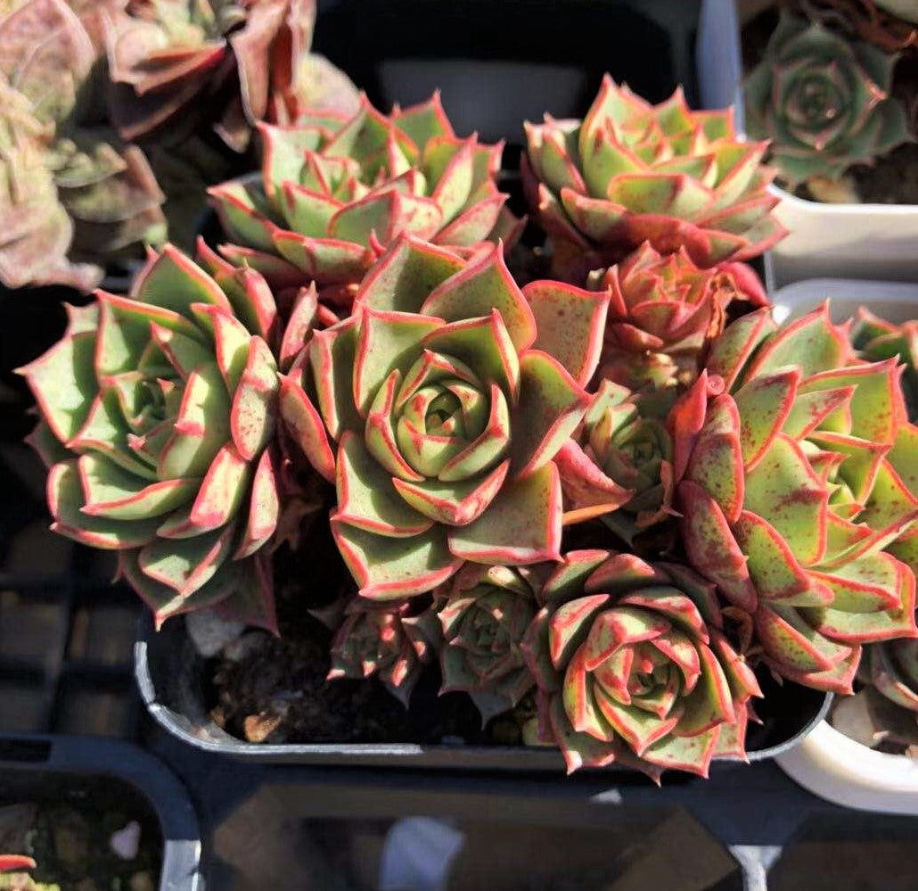 Echeveria longissima round leaf form