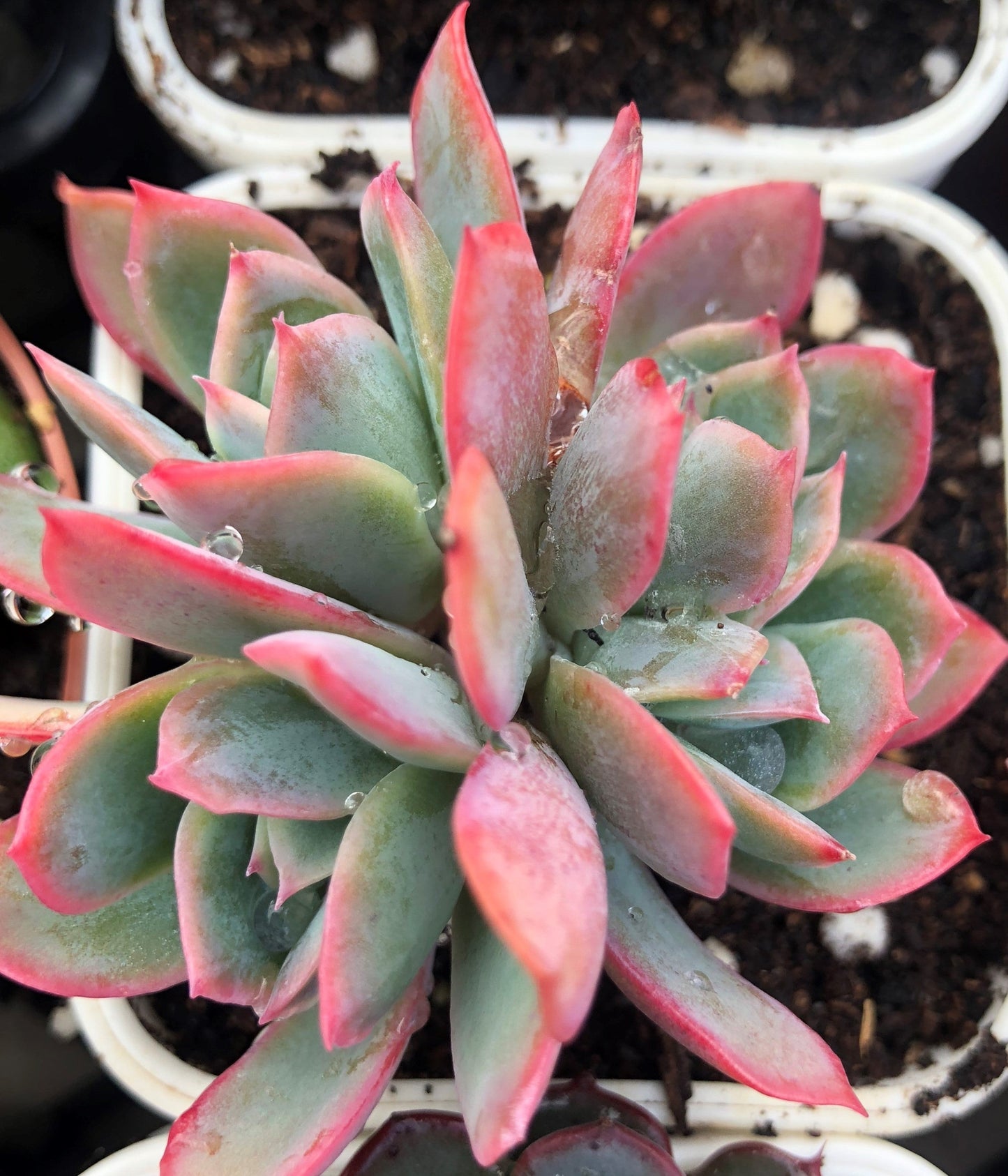 Echeveria low