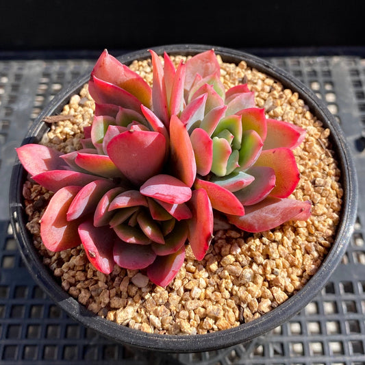 Echeveria low
