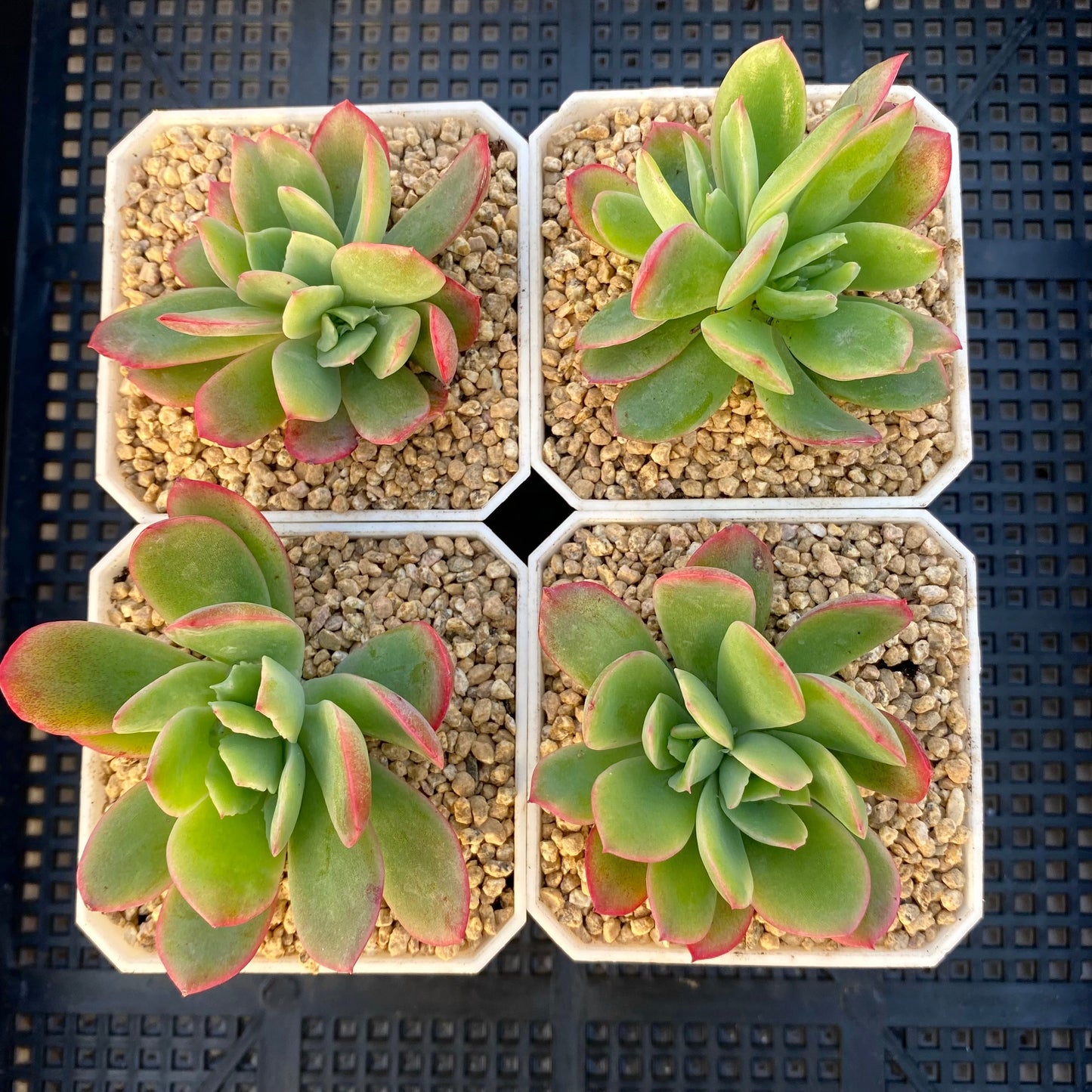 Echeveria low