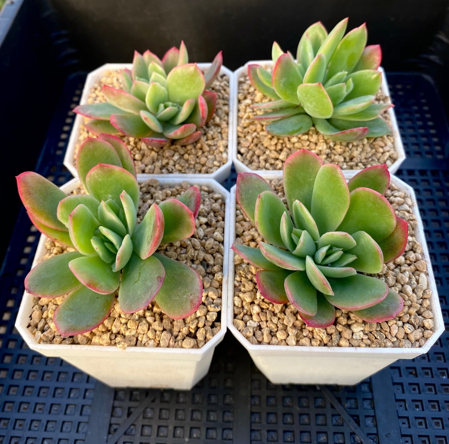 Echeveria low