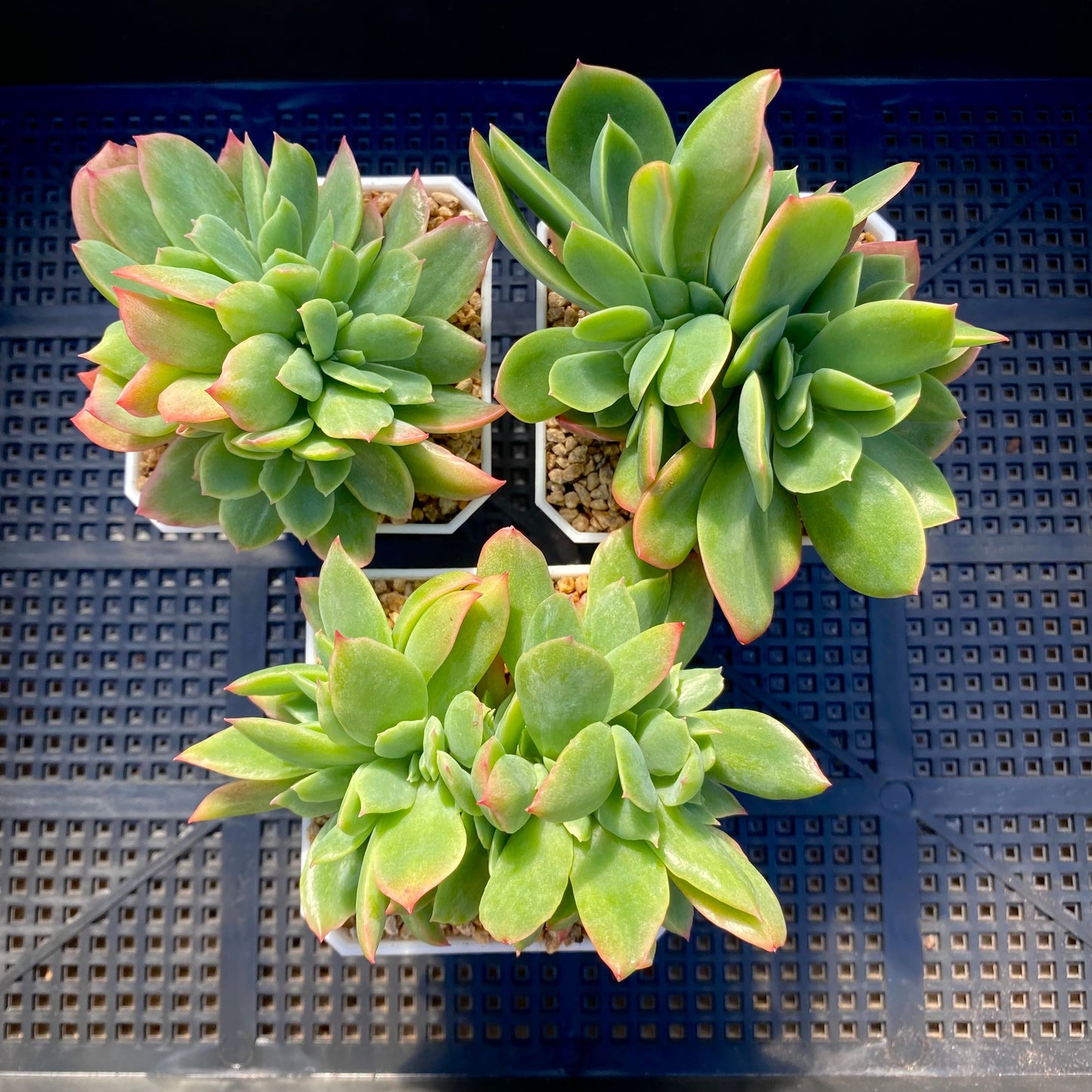 Echeveria low