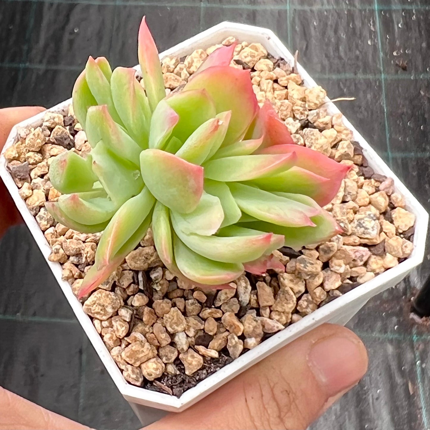 Echeveria low