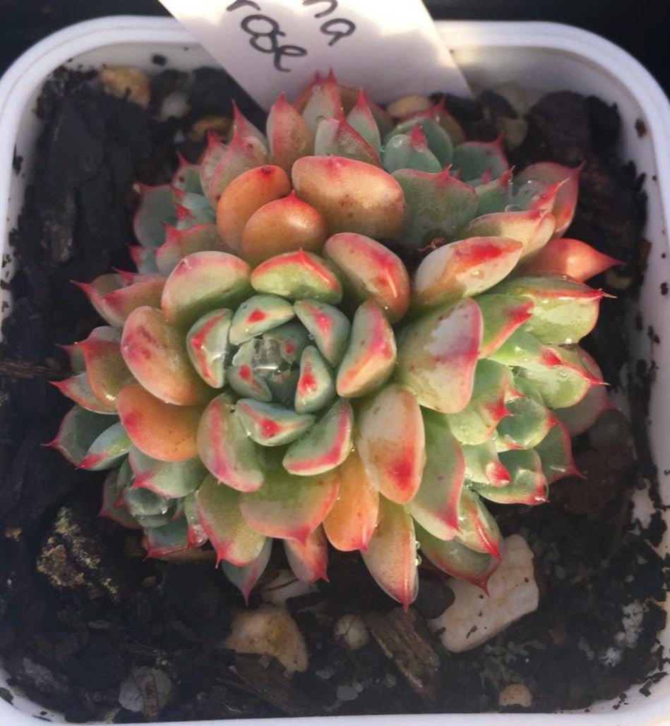 Echeveria luna rose