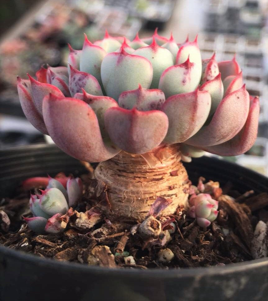 Echeveria luna rose
