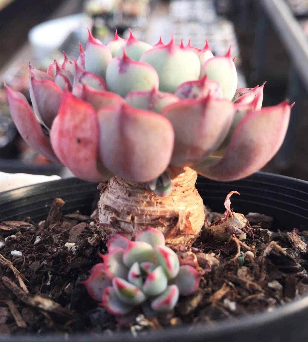 Echeveria luna rose
