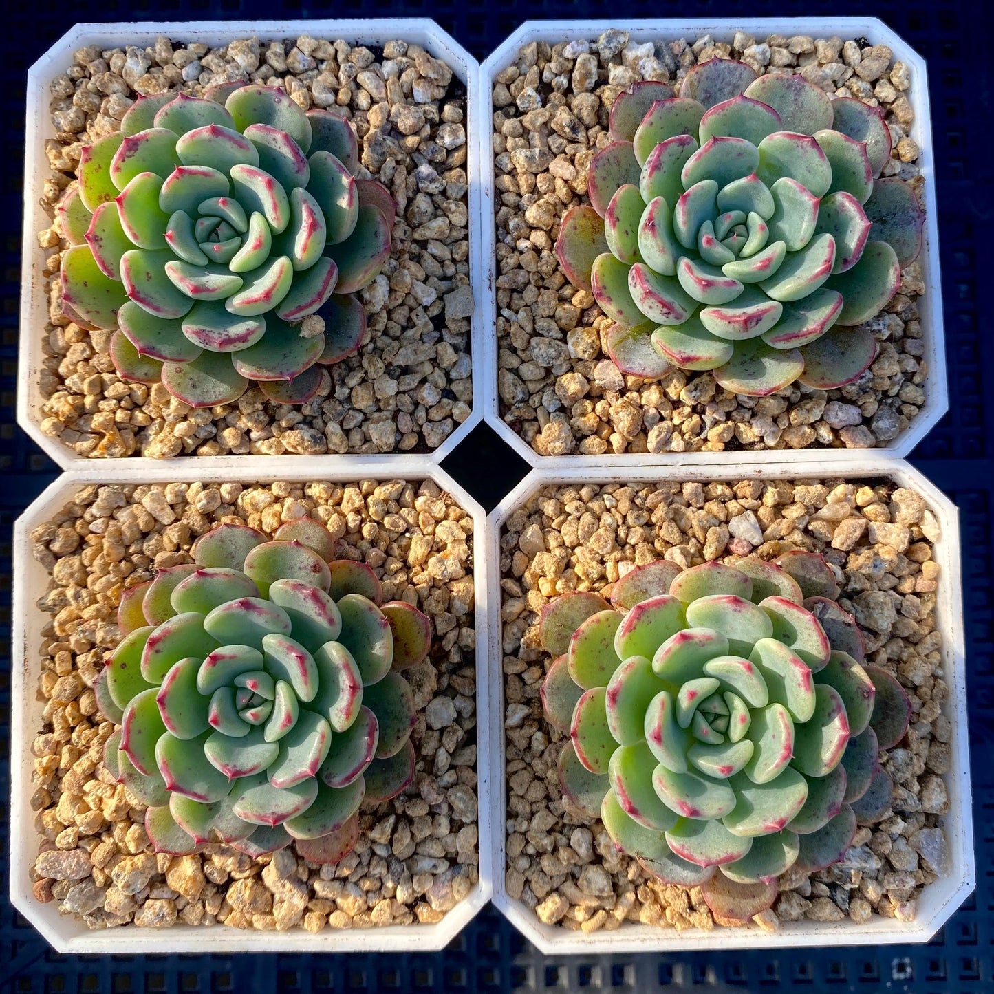 Echeveria luna rose