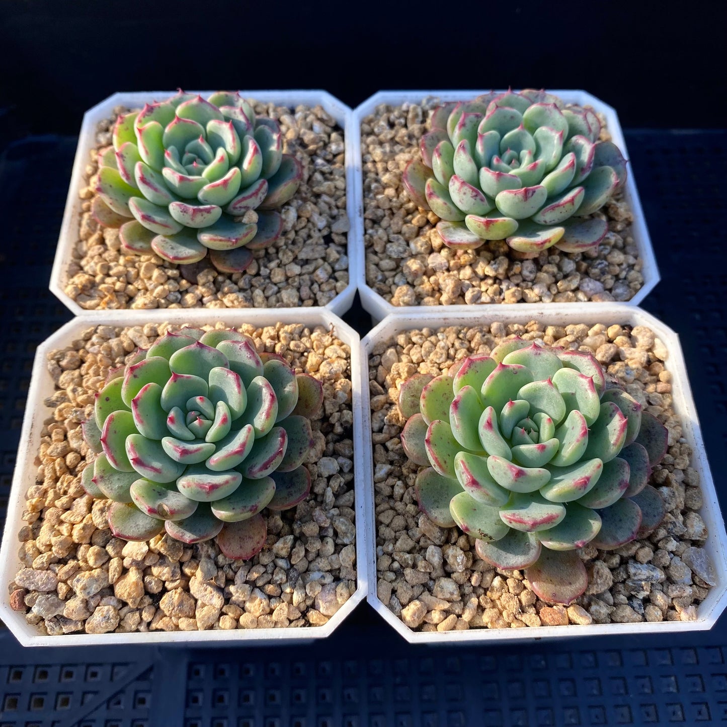Echeveria luna rose