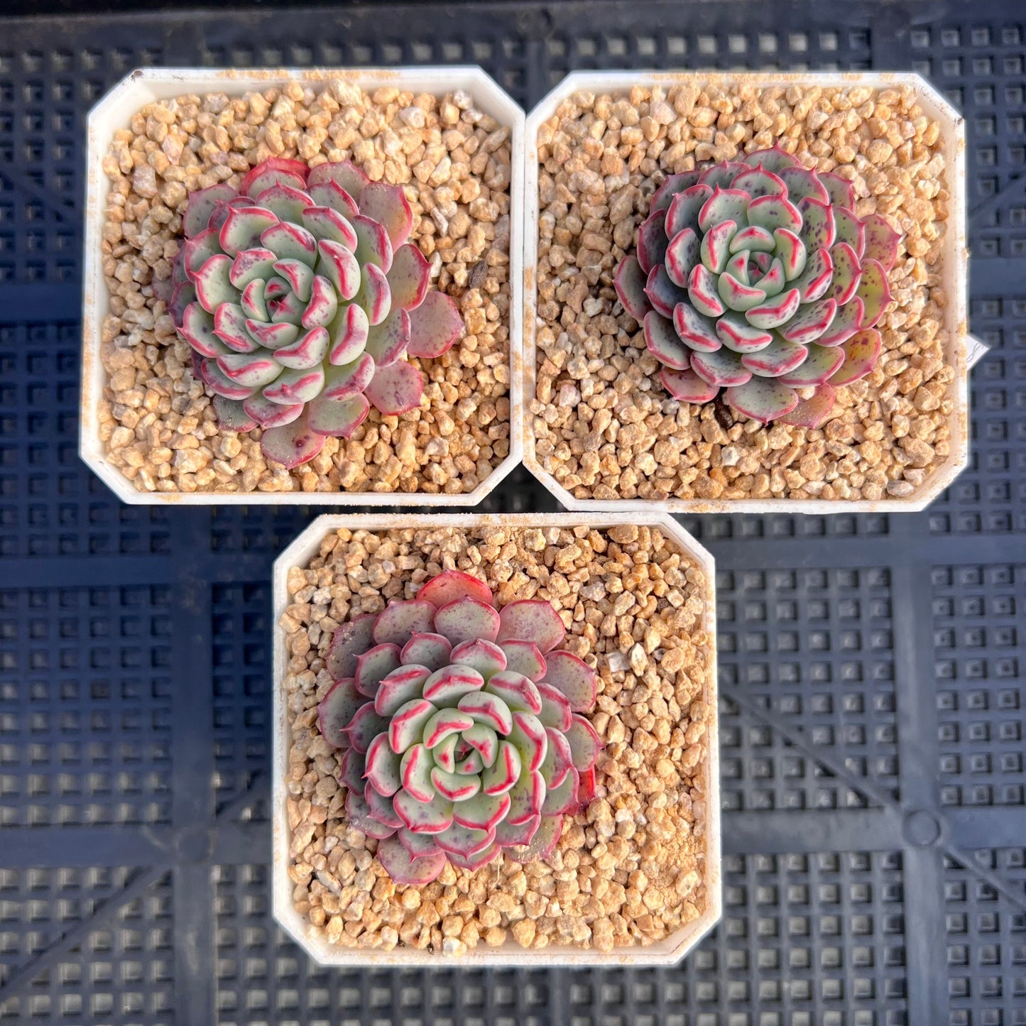 Echeveria luna rose