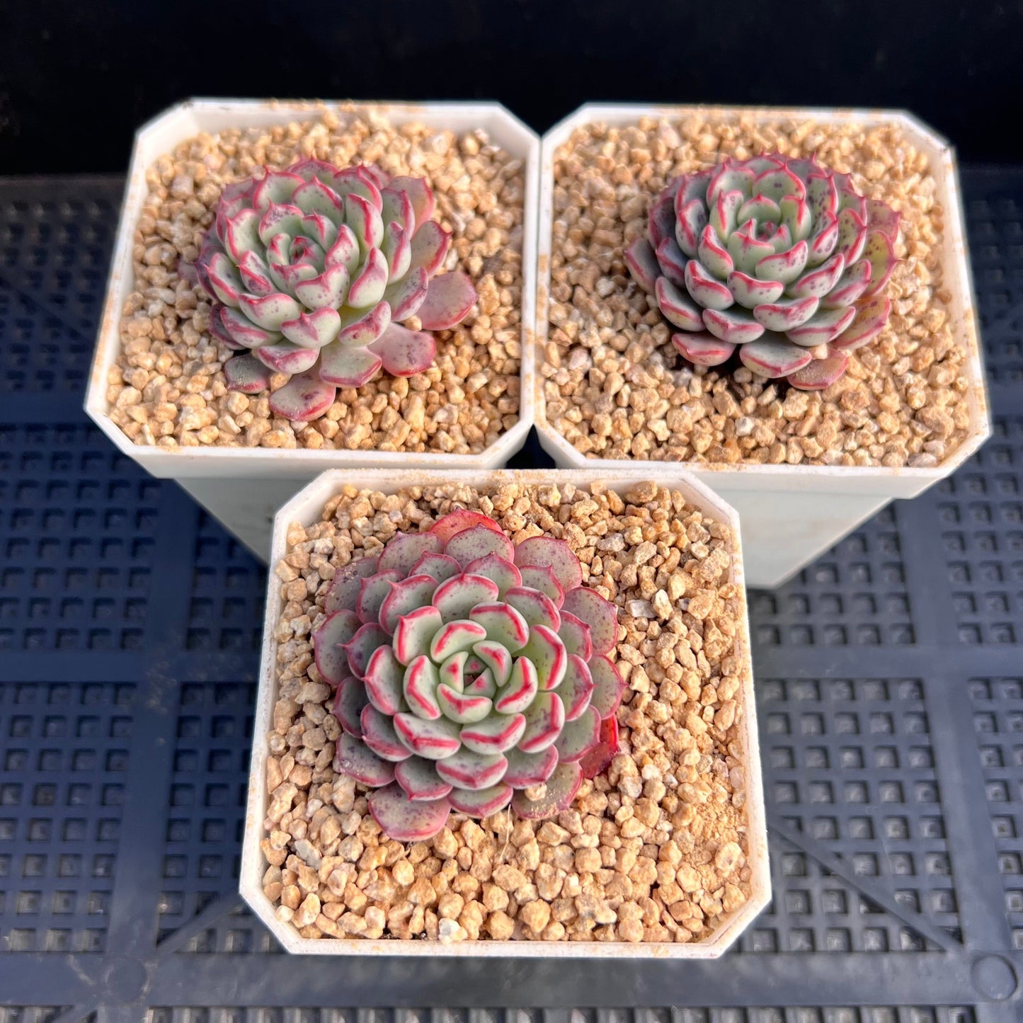 Echeveria luna rose