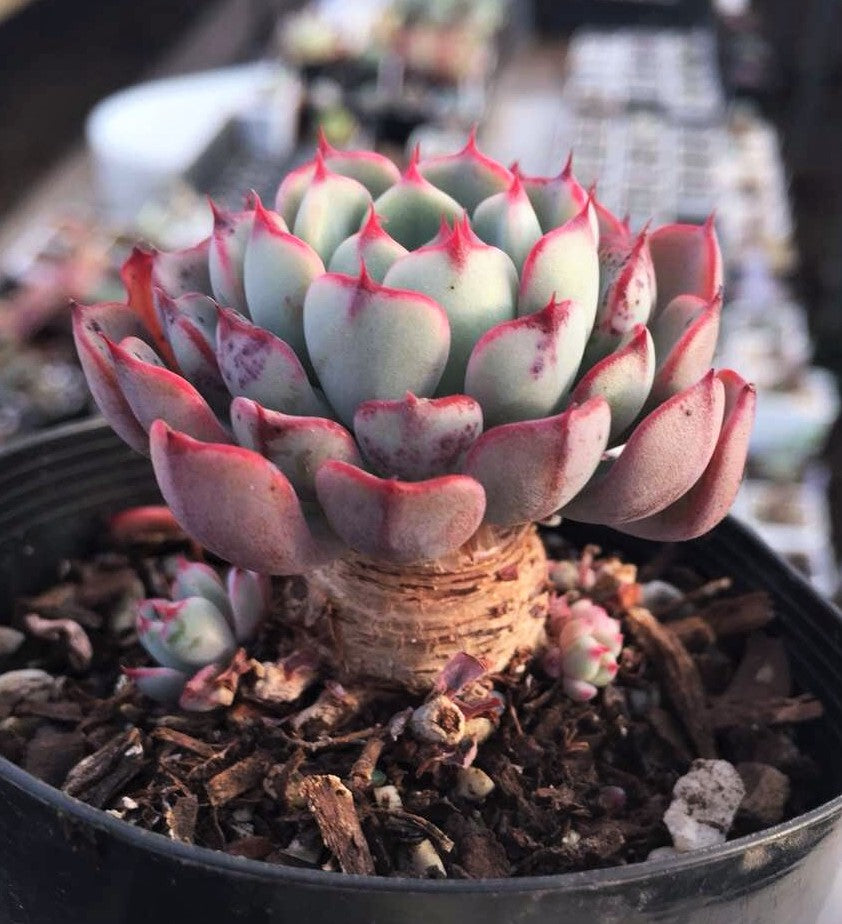 Echeveria luna rose