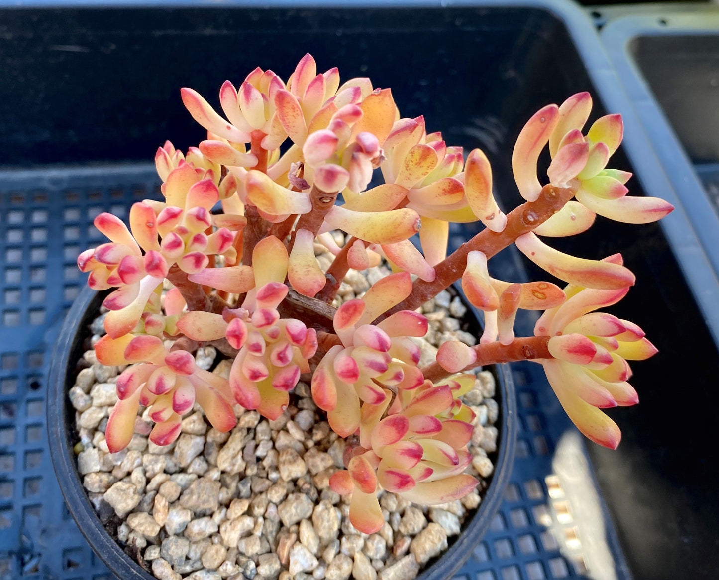 Echeveria macdougallii CUTTING