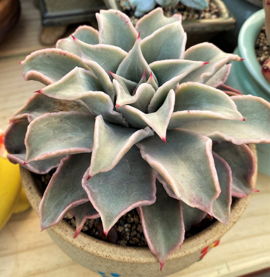 Echeveria madiba / pink lips